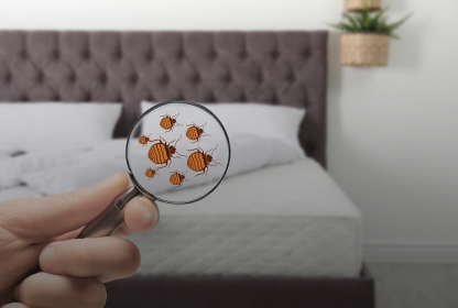 Bed_Bug_Treatment