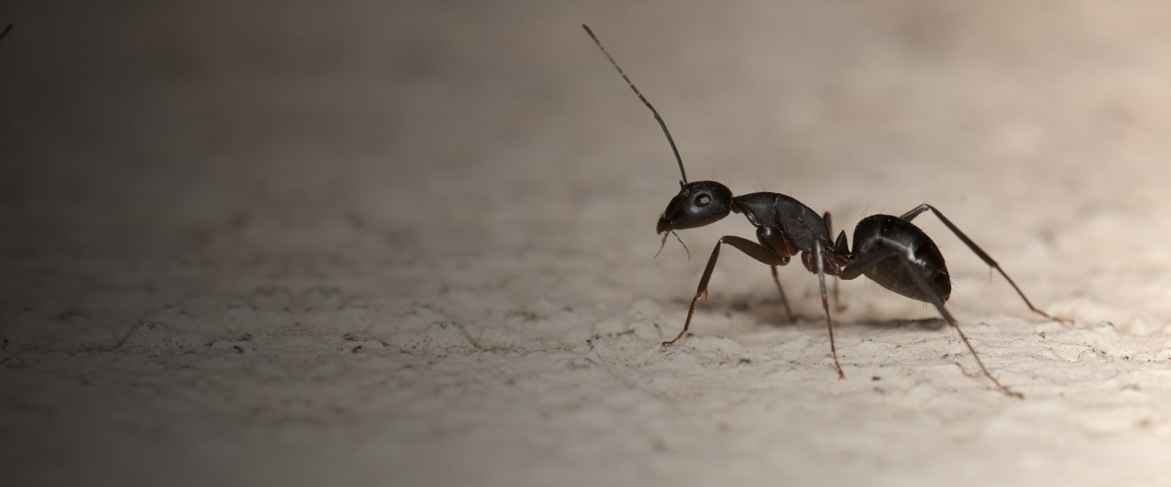 Best Pest Control in the San Fernando Valley